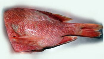 REDFISH FROM ICELAND